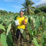 Mihiroa Ariitai, vahine taro à Papara, participe à la promotion de l&rsquo;agriculture locale.