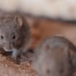 Des millions de souris envahissent l’ouest de l’Australie, perturbant l’agriculture locale.