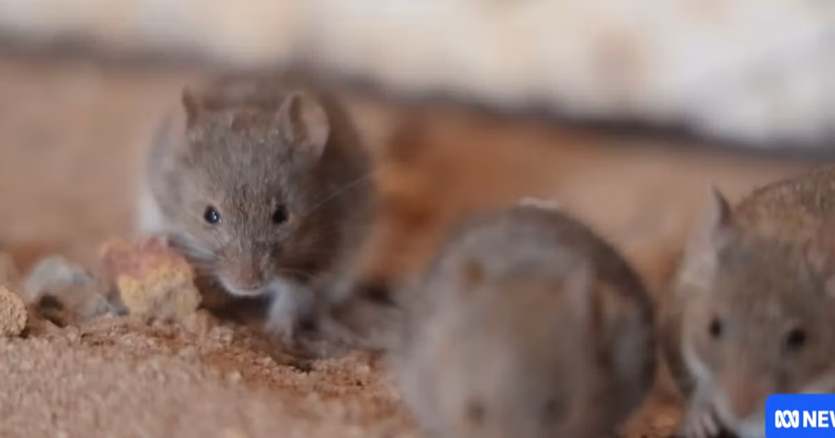 Des millions de souris envahissent l’ouest de l’Australie, perturbant l’agriculture locale.