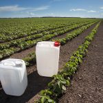 Trafic de pesticides interdits : six agriculteurs et leur fournisseur condamnés en France.