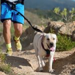 Canimarche : Tout savoir pour commencer avec votre chien