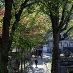 Au Père-Lachaise, une politique écologique favorise la biodiversité locale.