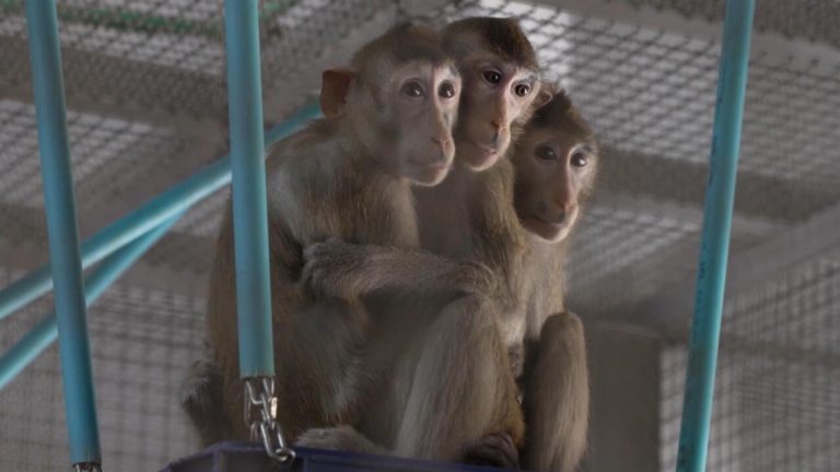 Le business des singes thaïlandais : livrer les laboratoires à tout prix