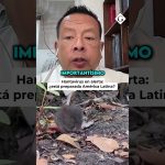 Hantavirus : l'OMS alerte sur les risques en Amérique Latine et les mesures à prendre