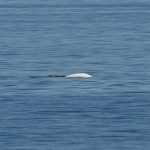 Observations de baleines en direct : premières données recueillies par des chercheurs marins.