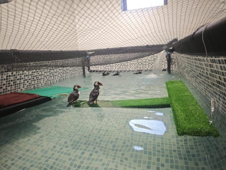 Nouveaux aménagements au Centre de soins LPO Aquitaine pour la biodiversité en Nouvelle-Aquitaine