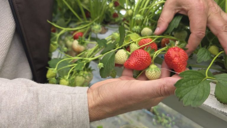 Fraises d’Île-de-France : production limitée et cueillette face à la concurrence espagnole.