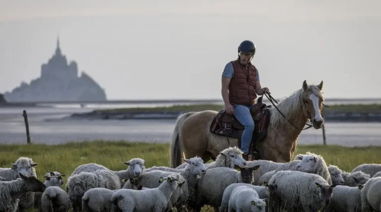 Un éleveur de moutons dans la baie du Mont-Saint-Michel travaille à cheval pour mieux observer son troupeau.