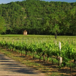 Marathon des vignobles de Cahors : quatrième édition prévue le 15 octobre 2023.