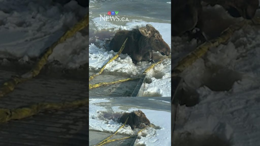 Une entreprise de remorquage en Saskatchewan sauve un élan piégé dans la glace.