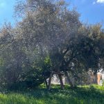 Des habitants de Bagnolet se mobilisent pour sauver un chêne-liège menacé.