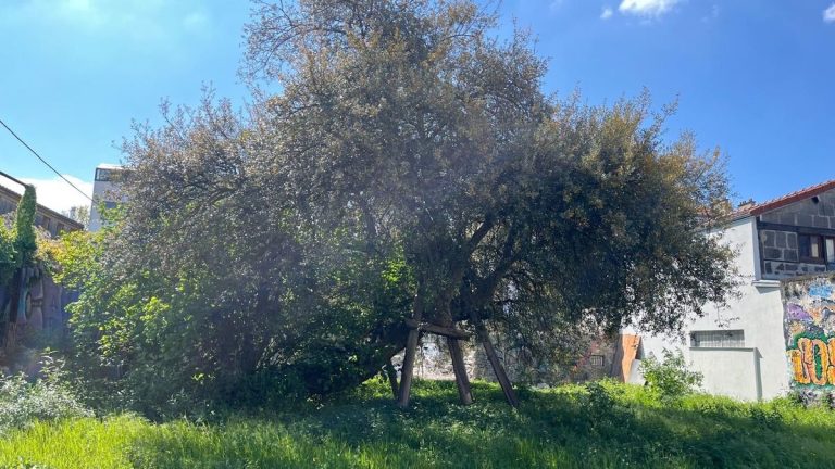 Des habitants de Bagnolet se mobilisent pour sauver un chêne-liège menacé.