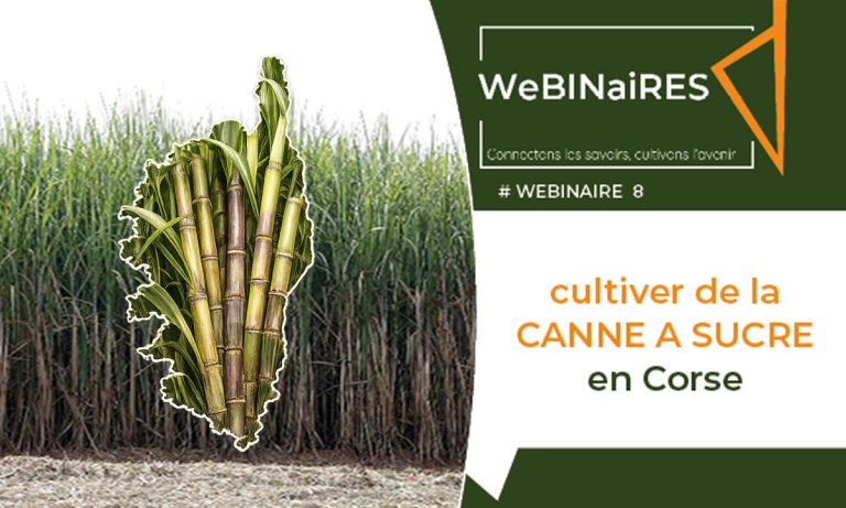 La Corse expérimente la culture de la canne à sucre pour diversifier son agriculture.