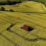 Mesnil-en-Ouche : Augmentation de la surface consacrée au colza en 2023