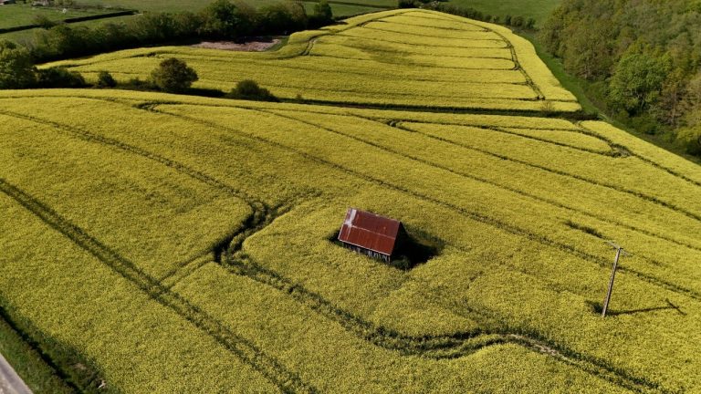 Mesnil-en-Ouche : Augmentation de la surface consacrée au colza en 2023
