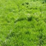 Interdiction de broyage et fauche des bandes enherbées : précisions de l&rsquo;État sur la réglementation.