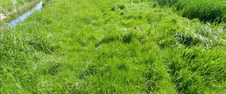 Interdiction de broyage et fauche des bandes enherbées : précisions de l&rsquo;État sur la réglementation.
