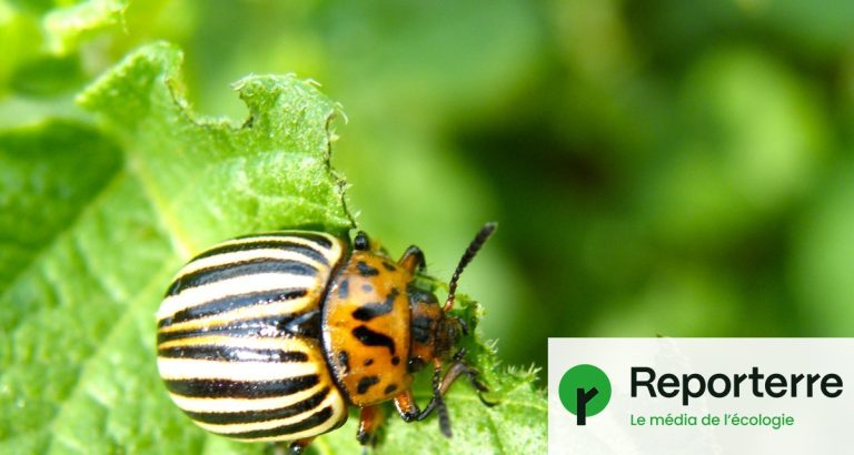 Un nouveau pesticide génétique approuvé en Europe suscite des inquiétudes chez les agriculteurs.