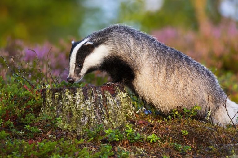 Dans la Nièvre, la chasse aux blaireaux autorisée pendant quatre mois supplémentaires : « c&rsquo;est condamner à mort les petits ! »
