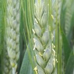 Conditions humides en France augmentent le risque de fusariose lors de la floraison des céréales.
