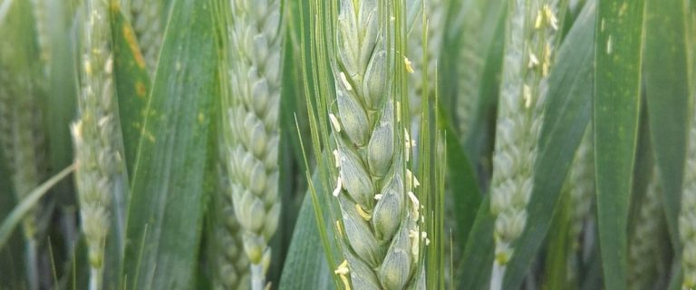 Conditions humides en France augmentent le risque de fusariose lors de la floraison des céréales.