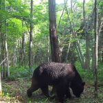 Japon : un homme décède après une attaque d&rsquo;ours, premier décès de l&rsquo;année 2023.