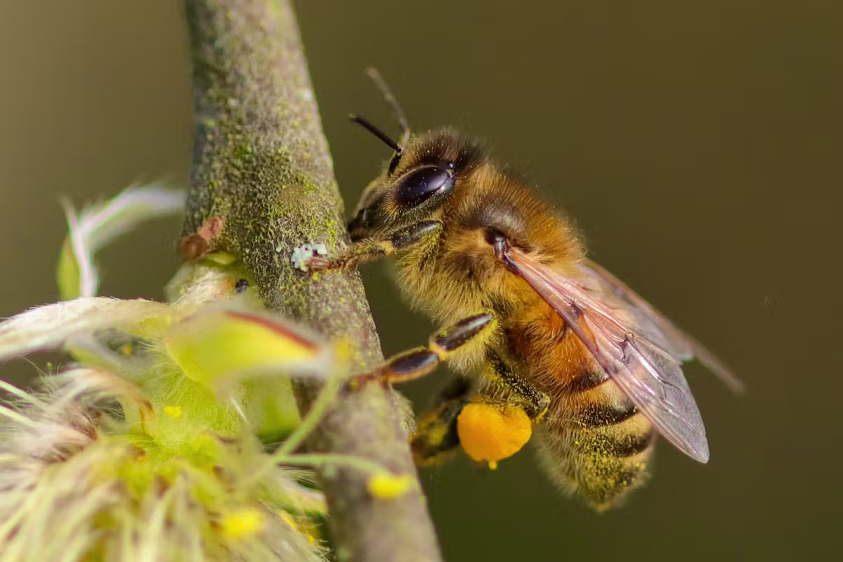 Abeilles du Valais résistent à la pollution par métaux lourds dans leur habitat.
