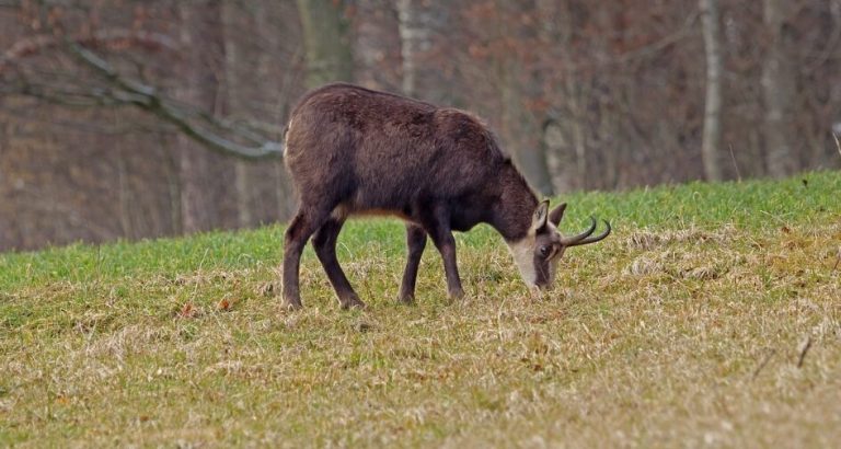 Chasse des chamois dans le Doubs : l’ASPAS demande un moratoire au préfet.