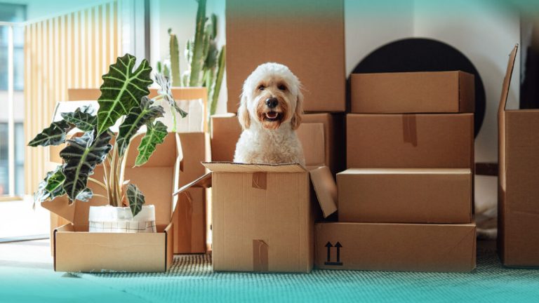 Animaux en appartement : entre avancées juridiques et réalité