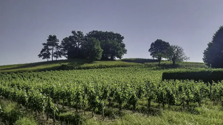 Plus de 40 châteaux ouvrent leurs portes en Côtes de Bourg les 9 et 10 mai 2026.