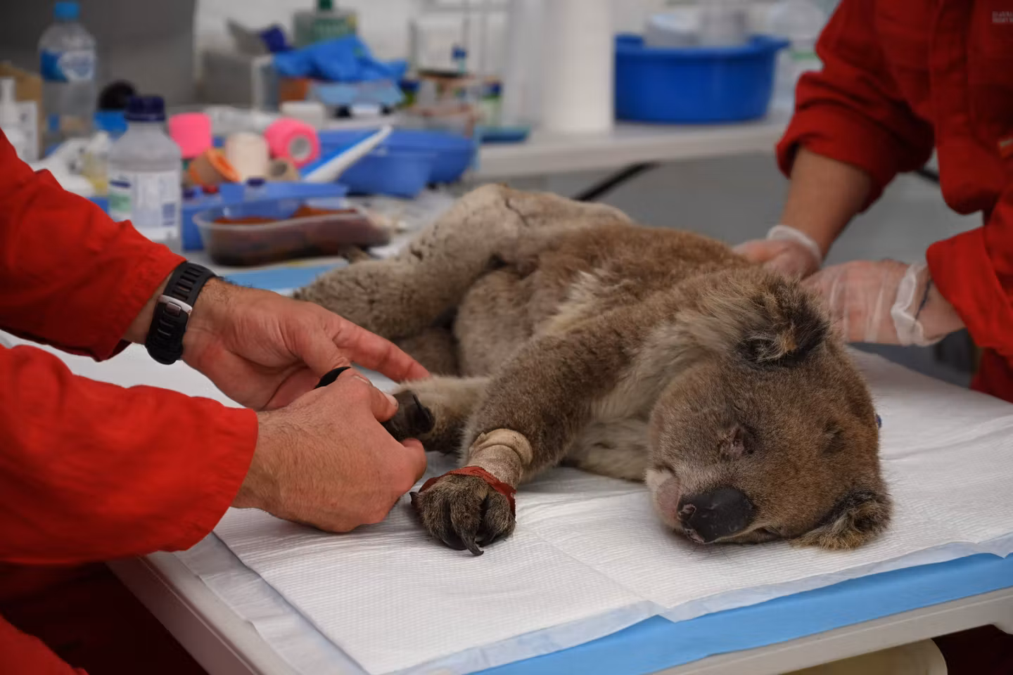 L’Australie recrute un chien pour renforcer la recherche de koalas en danger.