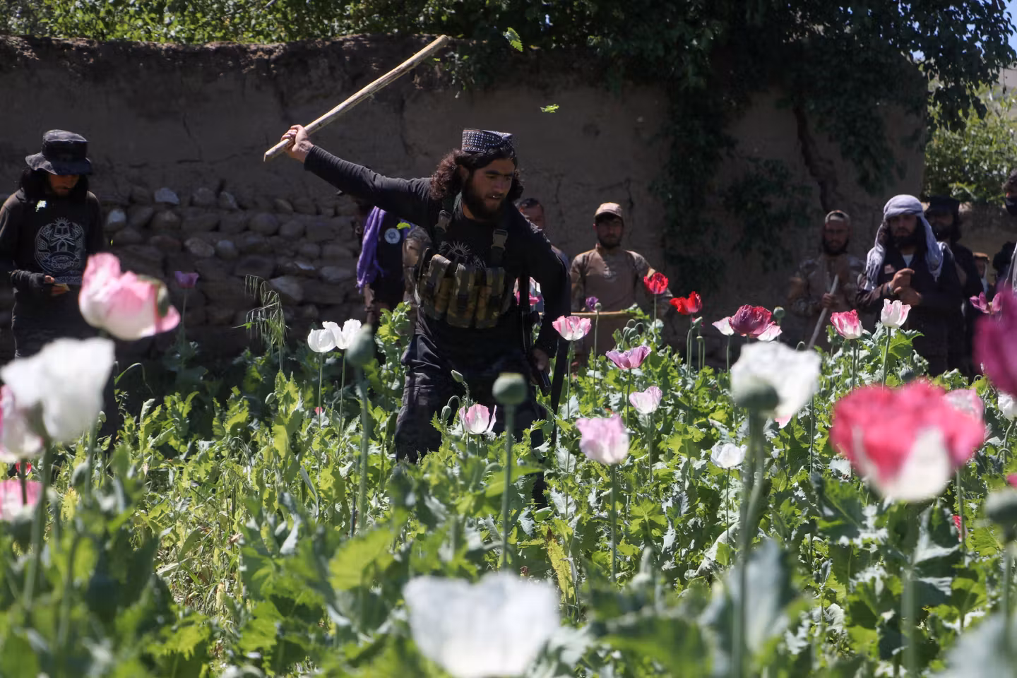 Drogue en Afghanistan : enjeux de pouvoir et de société en jeu dans le pays.