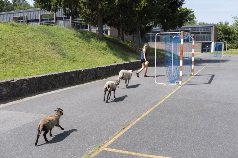 Des élèves d&rsquo;un lycée français s&rsquo;occupent de moutons pendant la récréation.
