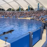 Marineland d’Antibes : La France envisage d’envoyer rapidement les orques en Espagne