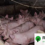 La préfecture du Finistère ferme un élevage porcin suite à des maltraitances signalées.