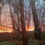 Toscane : amélioration de la situation après un important feu de forêt en Italie.