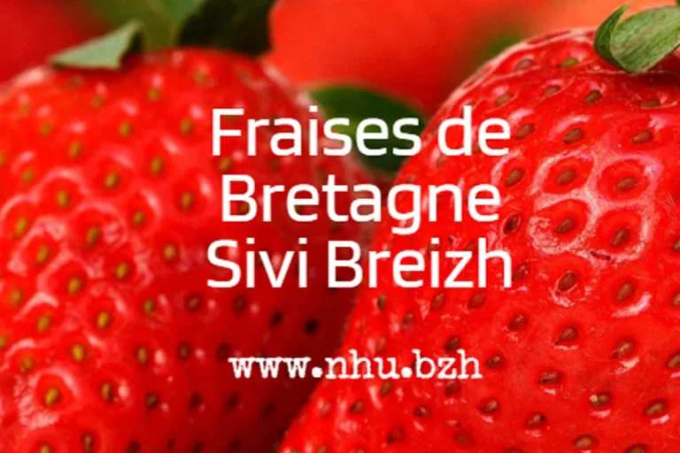La fraise de Bretagne : l’or rouge qui fait saliver