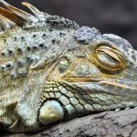 Des chercheurs du CNRS étudient le sommeil des lézards et ses implications biologiques.