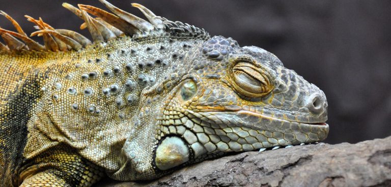 Des chercheurs du CNRS étudient le sommeil des lézards et ses implications biologiques.
