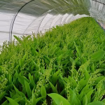 Le coût de production du muguet augmente en France, mettant en péril la tradition.
