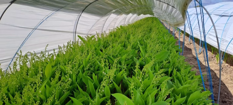 Le coût de production du muguet augmente en France, mettant en péril la tradition.