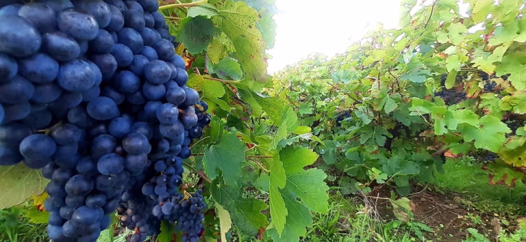 Vins de Loire : les exportations atteignent un niveau record en 2025 malgré la crise