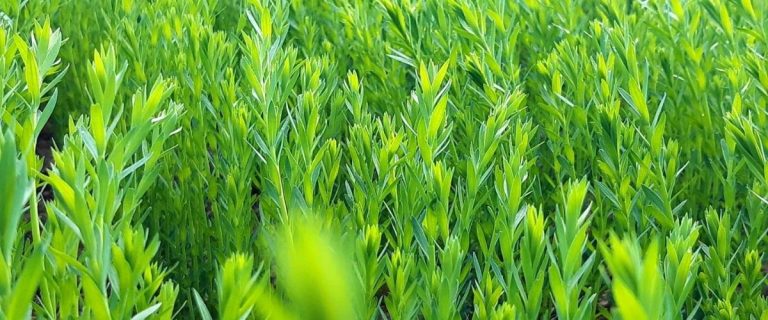 Premiers foyers d’oïdium détectés sur lin fibre en France, alertant les agriculteurs.
