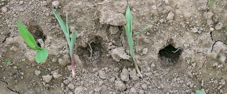 Gestion des Choucas des Tours dans les Champs de Maïs : Modes d&rsquo;Intervention Anticipés