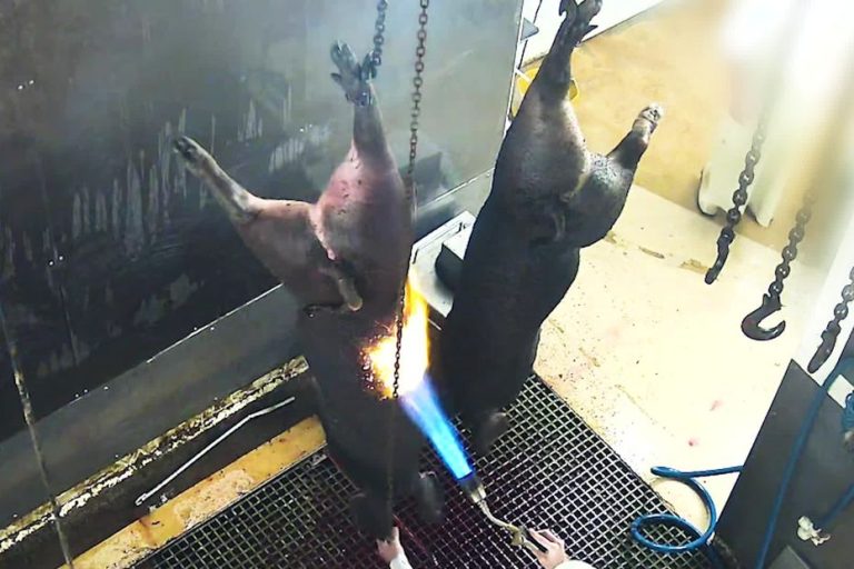 L214 conteste la réouverture de l&rsquo;abattoir de Cosne-sur-Loire après accusations de maltraitance animale.