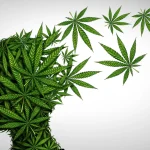 Cannabis et seniors : 5 risques identifiés par des experts de Stanford pour les plus de 65 ans.