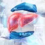 Des scientifiques inversent le vieillissement du foie avec des bactéries intestinales jeunes.