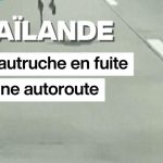 Une autruche aperçue courant sur une autoroute en Thaïlande, provoquant des ralentissements.