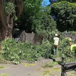 Élagage et abattage d&rsquo;arbres à Papeete : prévention des chutes recommandée par les autorités locales.