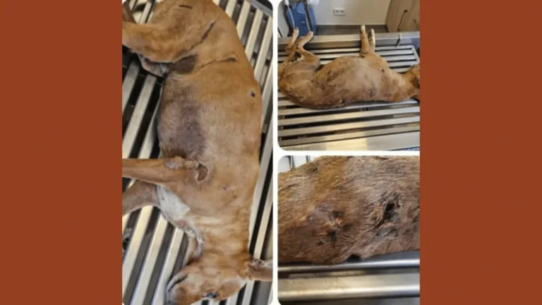 Une chienne maltraitée euthanasiée après des mois de souffrances en France.